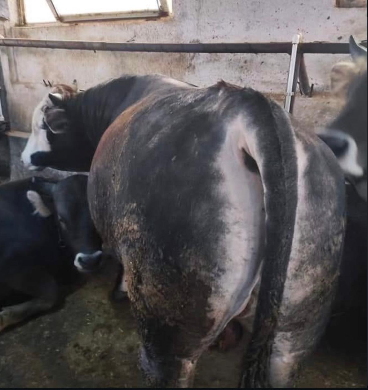 Pehlivanlar Besicilik